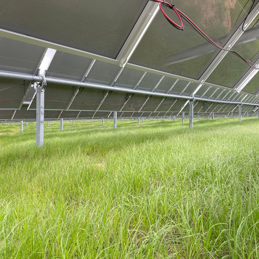 Georgia - Seed and mulch