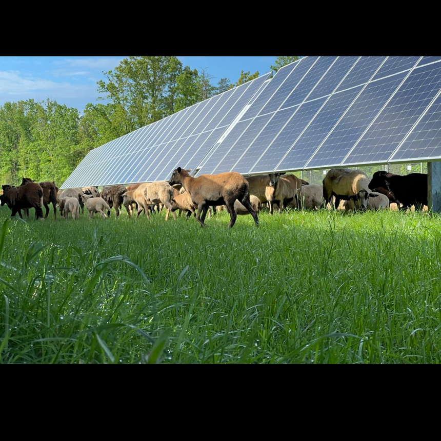 Virginia - Compliant Seed and Mulch